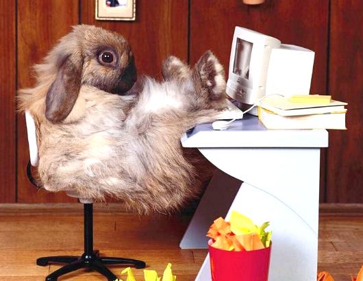 Quelle: http://www.grischacamperclub.ch/Grischa_Camper_Club/Hase_Computer.jpg Quelle: http://www.grischacamperclub.ch/Grischa_Camper_Club/Hase_Computer.jpg